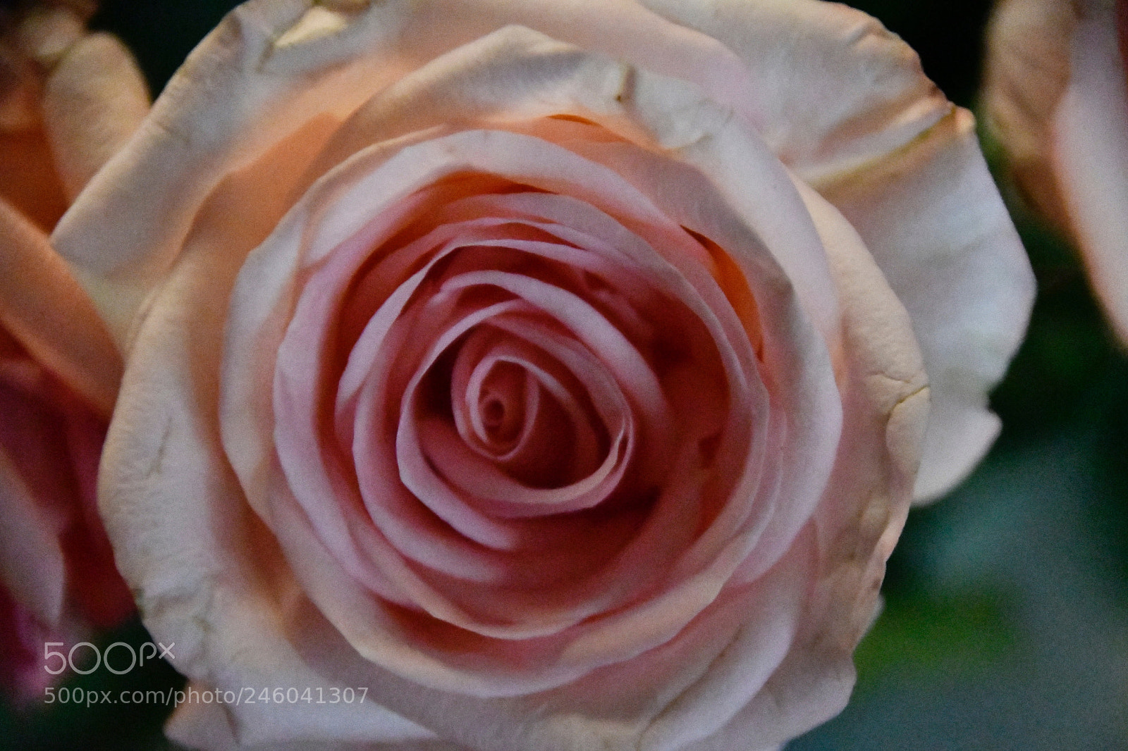 Nikon D7500 sample photo. Rose close up photography