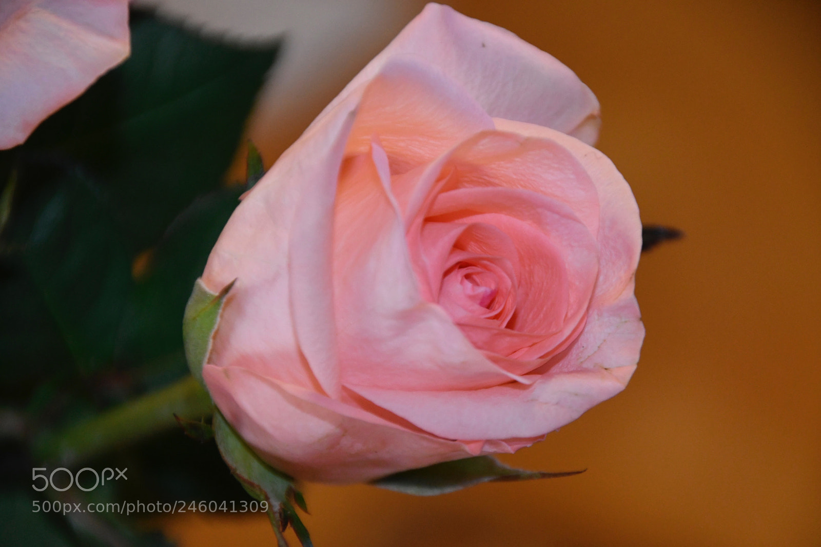 Nikon D7500 sample photo. One rose photography