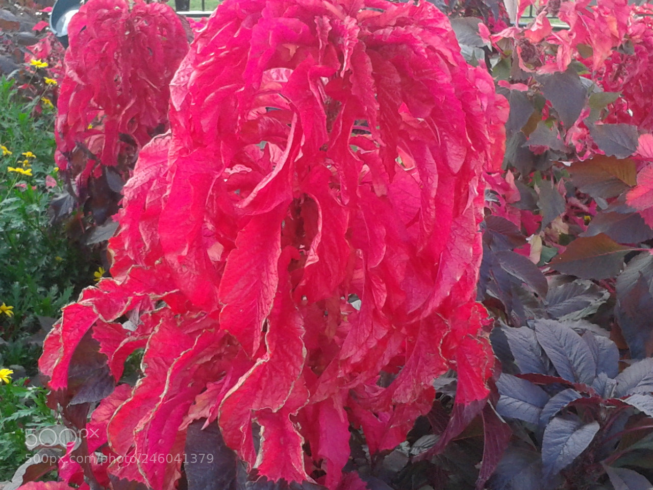 Samsung Galaxy S Stratosphere sample photo. Brilliant red bush rose photography