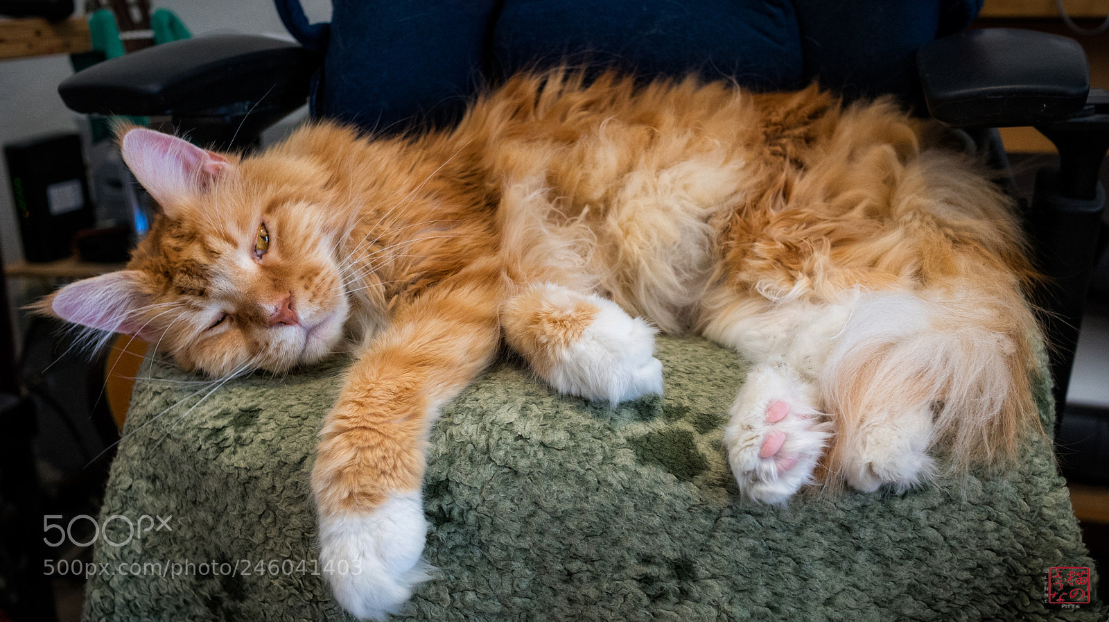 Sony a7 sample photo. Office chair cat photography