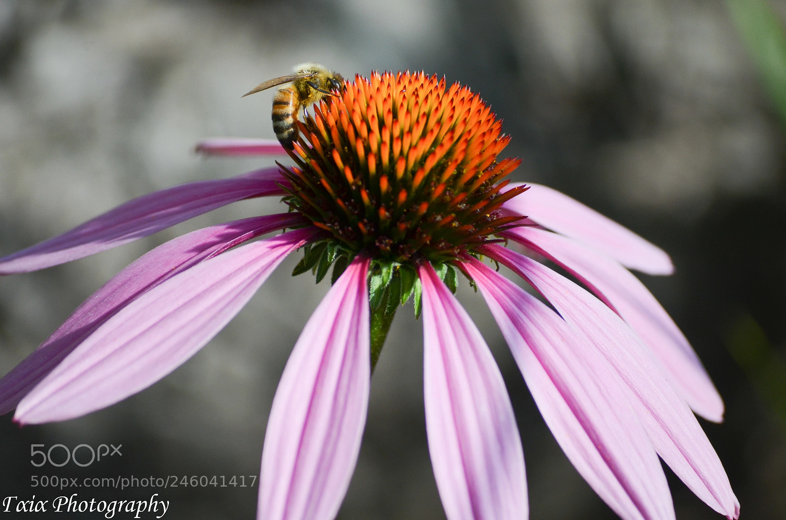Nikon D5100 sample photo. Untitled photography