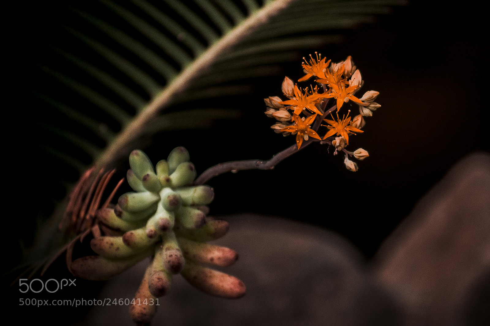 Nikon D7100 sample photo. Vegetación mexicana photography