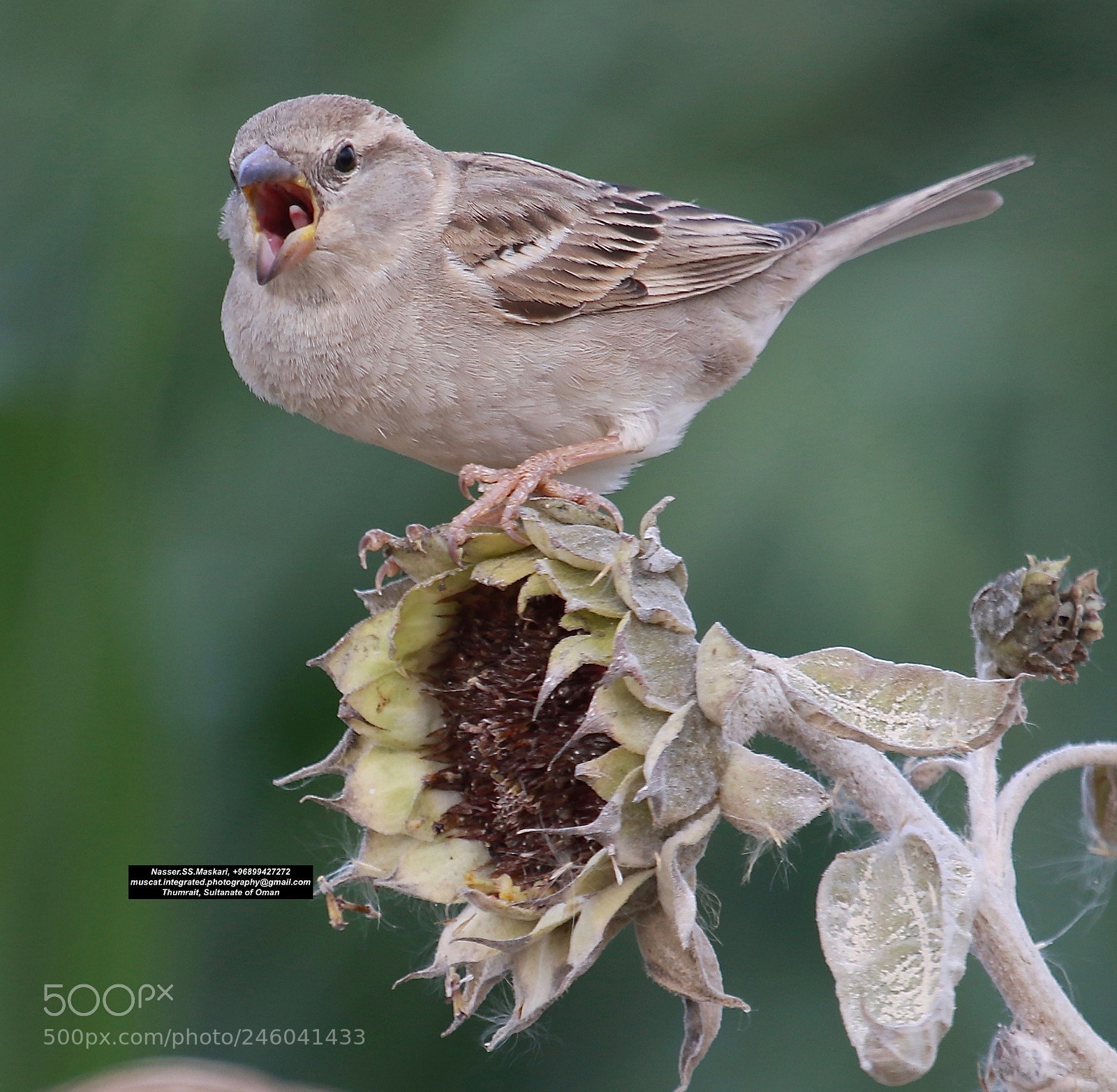 Canon EOS 7D Mark II sample photo. Rhip birds 4 & 7, february , 2018 version 3 photography