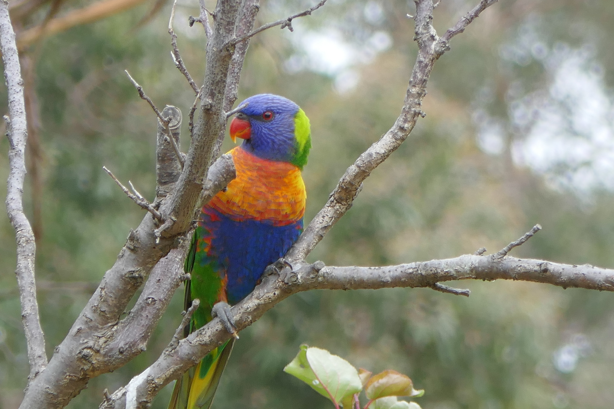 Panasonic DMC-TZ110 sample photo. Rainbow lorikeet photography