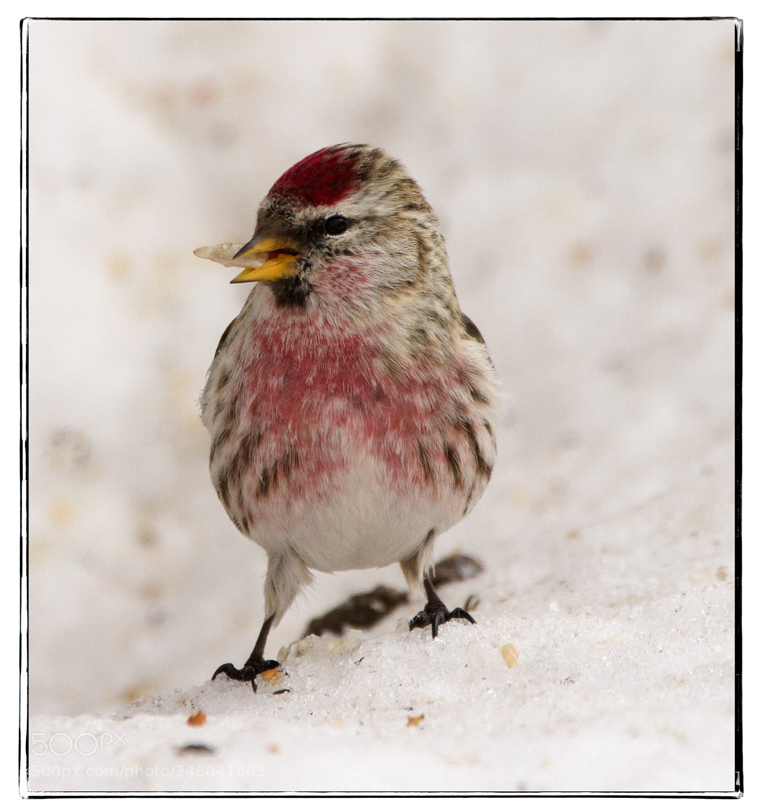 Canon EOS 7D sample photo. Horay redpoll in the photography