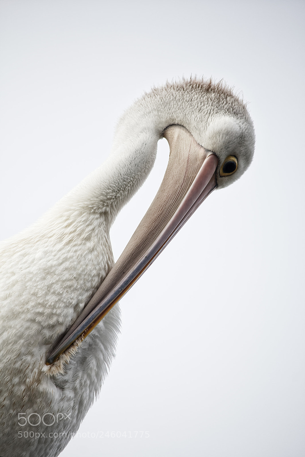 Canon EOS 650D (EOS Rebel T4i / EOS Kiss X6i) sample photo. Pelican photography