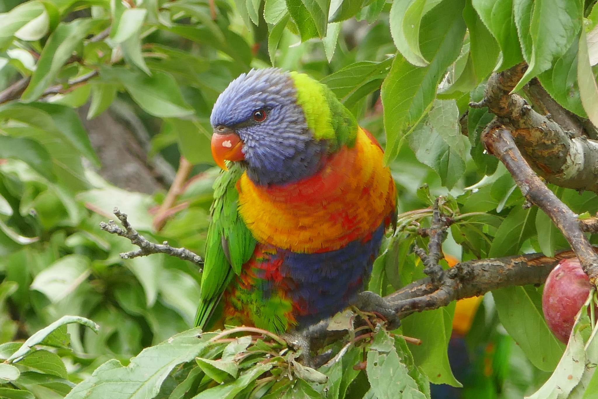 Panasonic DMC-TZ110 sample photo. Rainbow lorikeet in plum tree photography