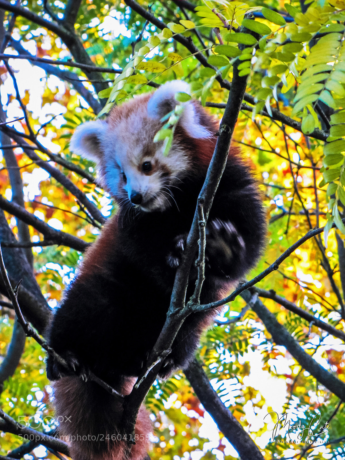 Canon PowerShot SX20 IS sample photo. Red panda #1 photography