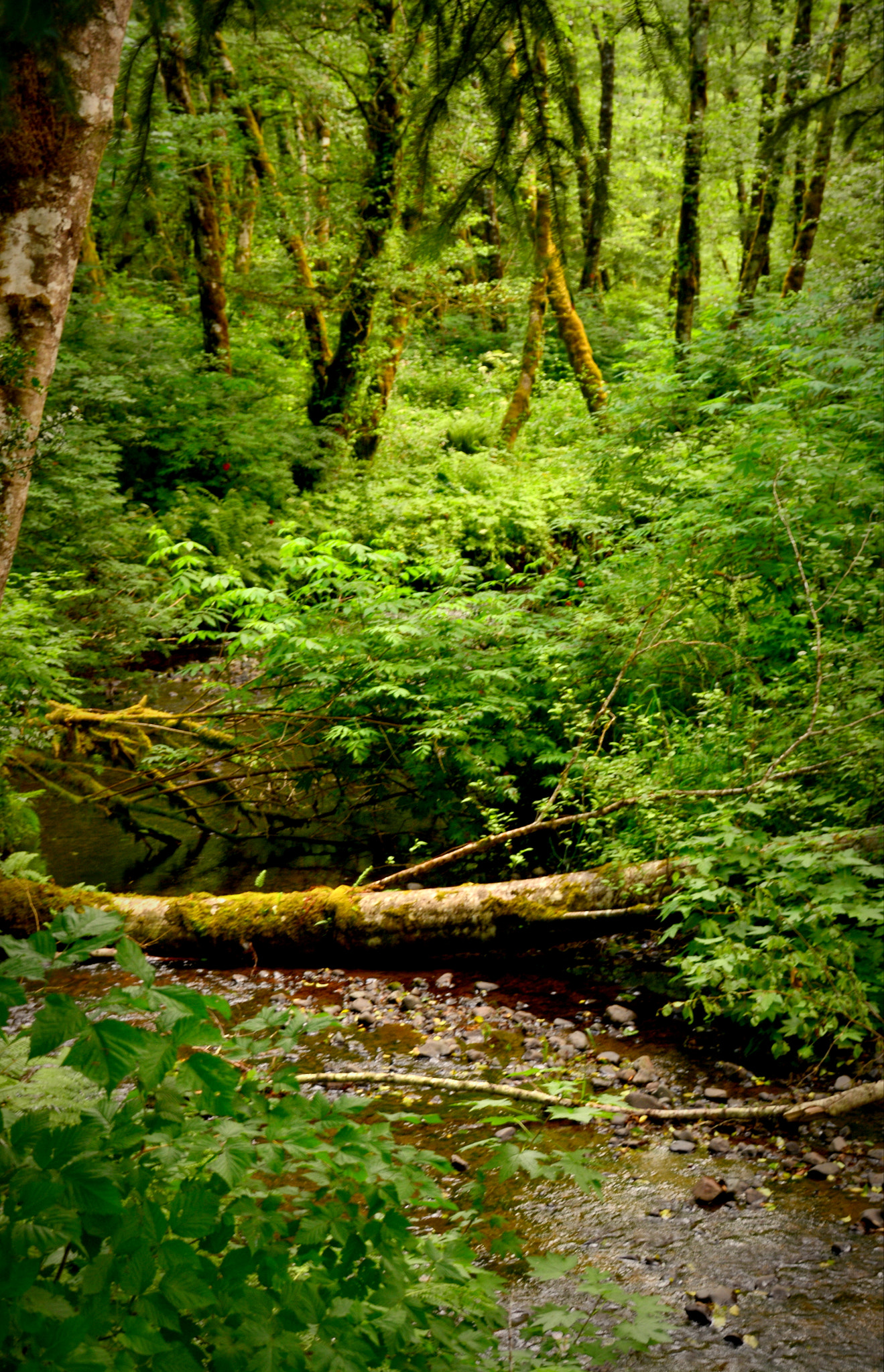 Nikon D5200 sample photo. Peaceful flow photography