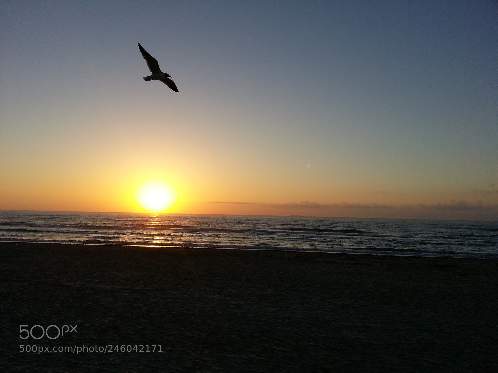 Samsung Galaxy S3 sample photo. Bird in the sunrise photography