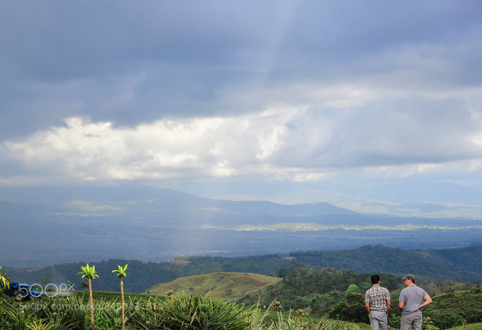 Canon EOS 550D (EOS Rebel T2i / EOS Kiss X4) sample photo. Pineapple fields photography
