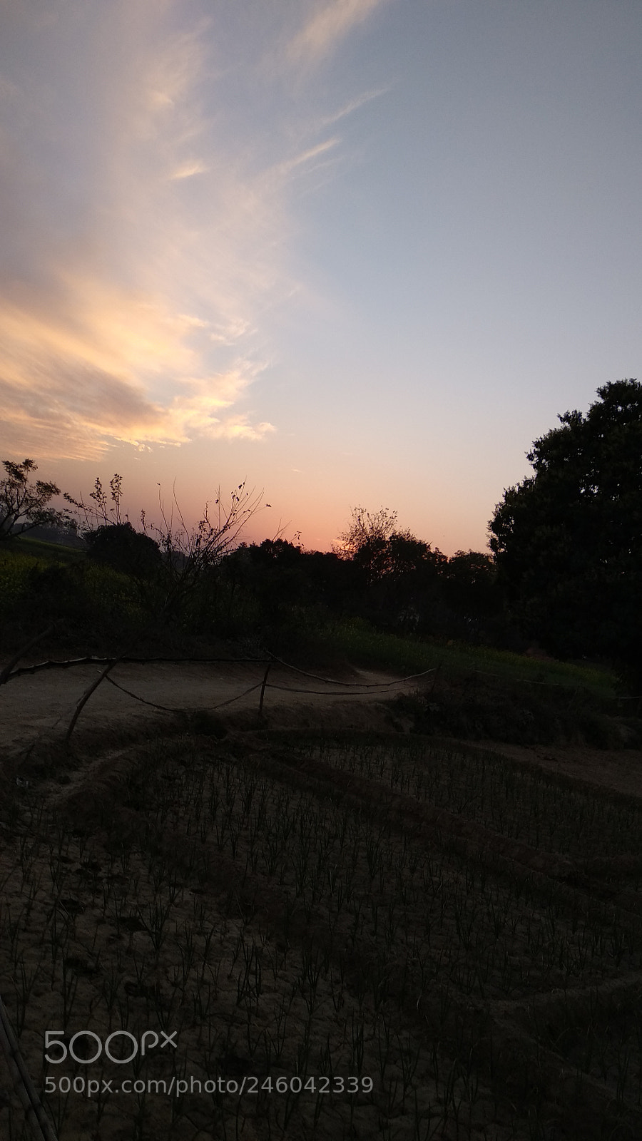 Xiaomi Mi A1 sample photo. Untitled photography