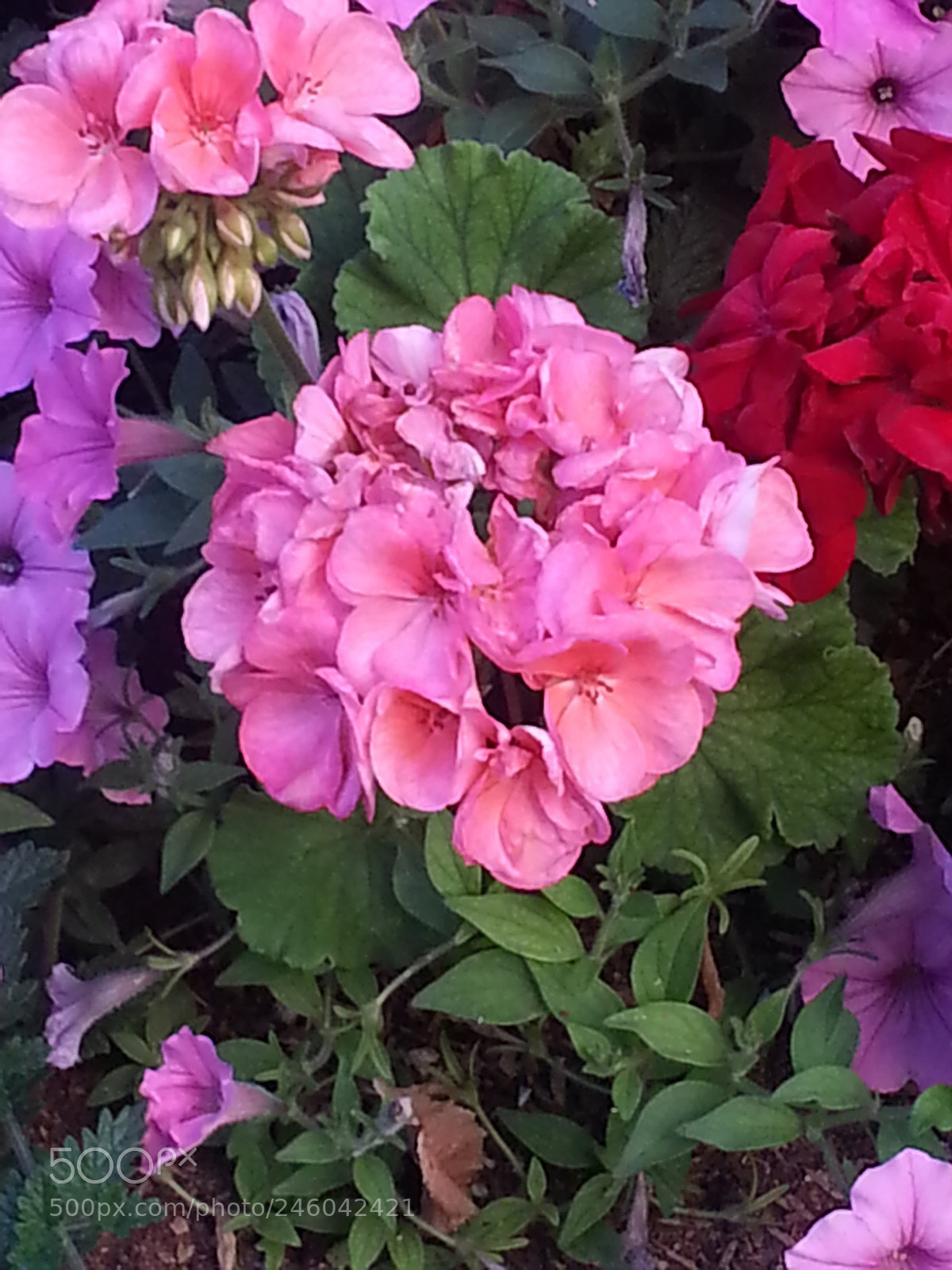 Samsung Galaxy S3 sample photo. Bloom photography