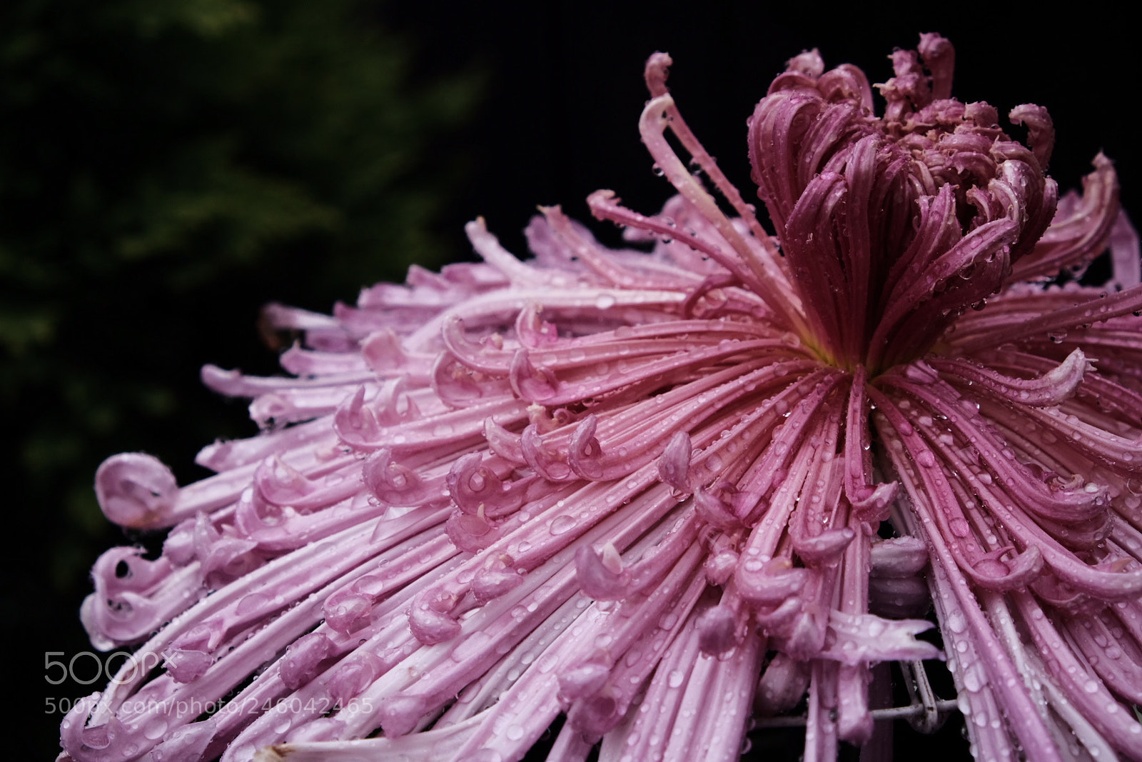 Fujifilm X-T20 sample photo. Rain drops photography