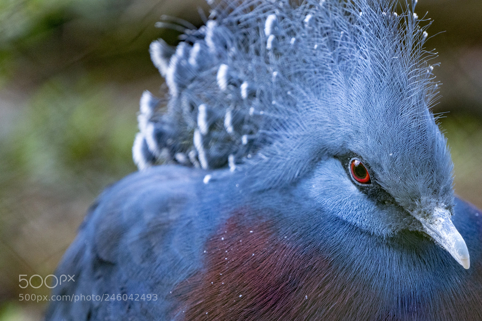Sony a7R III sample photo. Victoria crowned pigeon photography