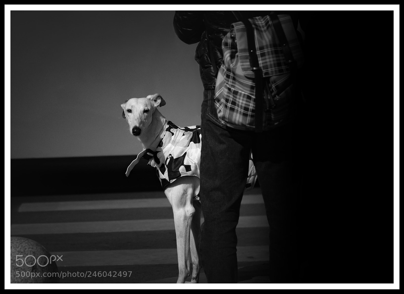 Fujifilm X-T2 sample photo. Windhund photography