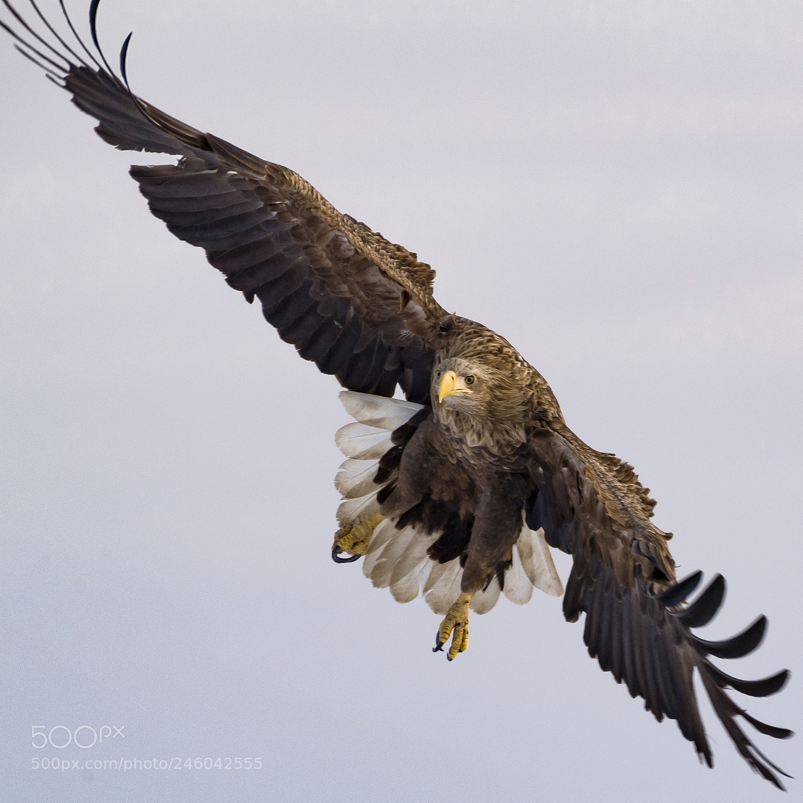 Nikon D5 sample photo. Fly like an eagle! photography
