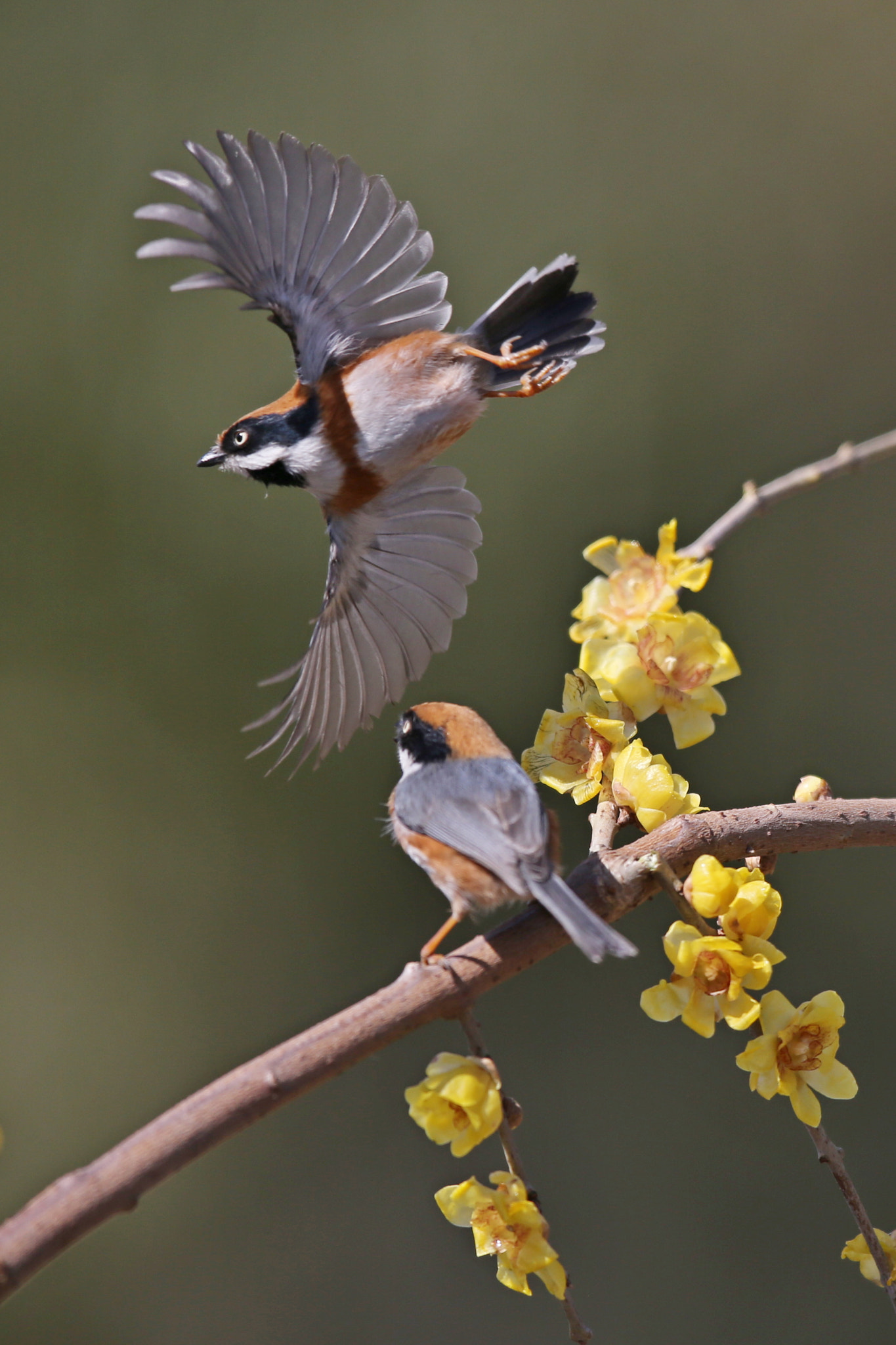 Canon EF 600mm F4L IS II USM sample photo