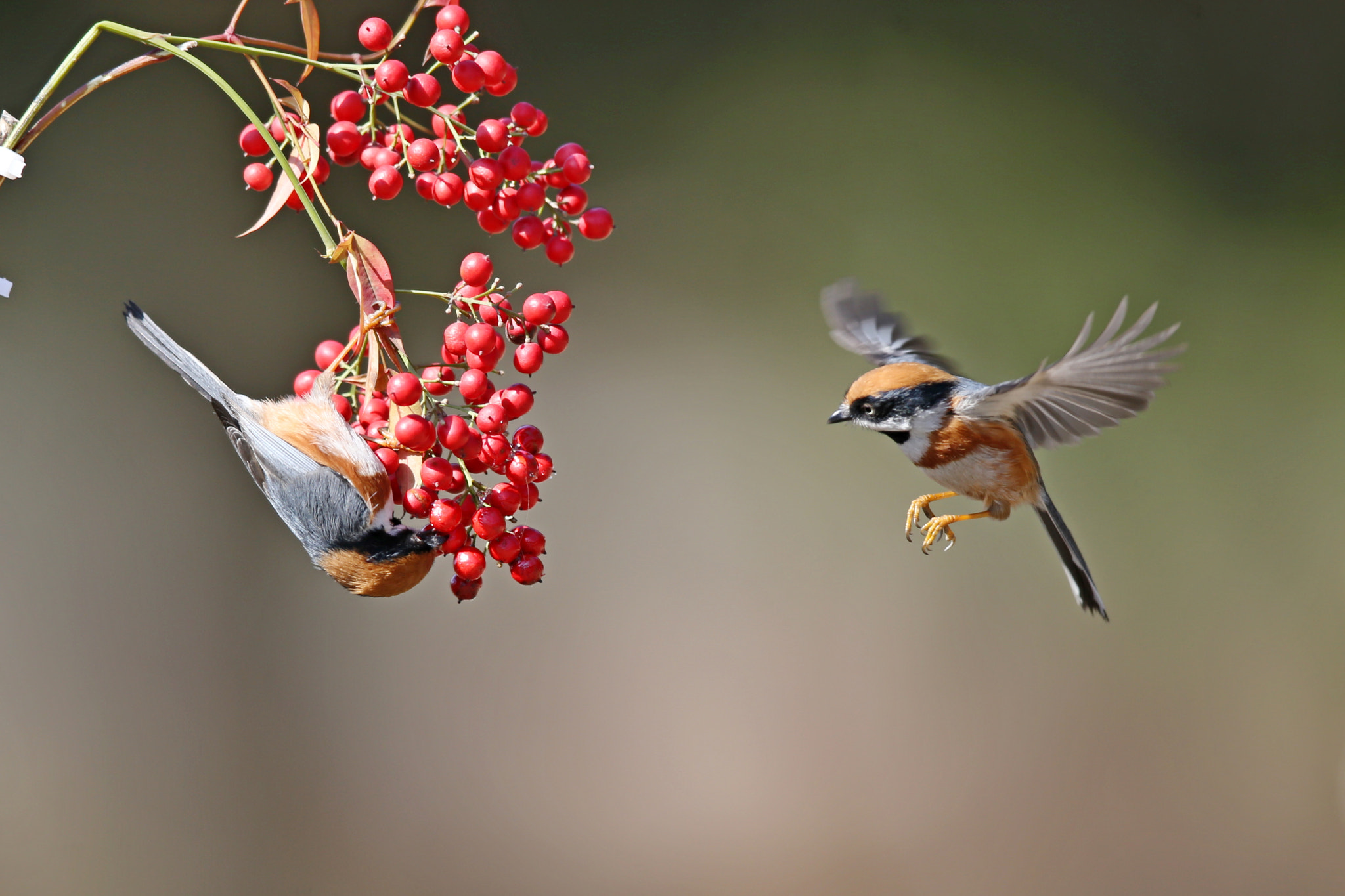 Canon EOS-1D X + Canon EF 600mm F4L IS II USM sample photo