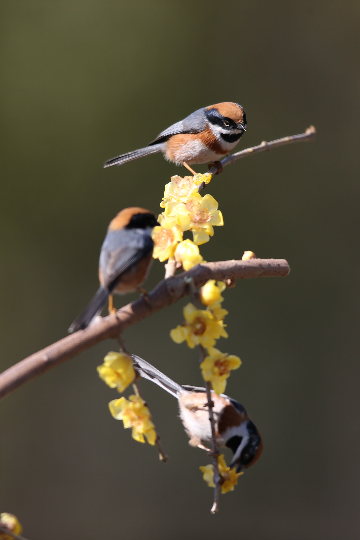 Canon EF 600mm F4L IS II USM sample photo