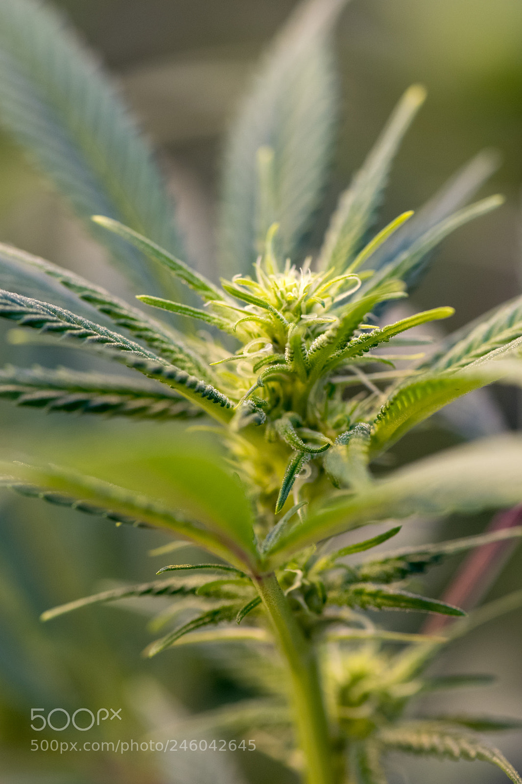 Nikon D7500 sample photo. Cannabis plant 13 photography