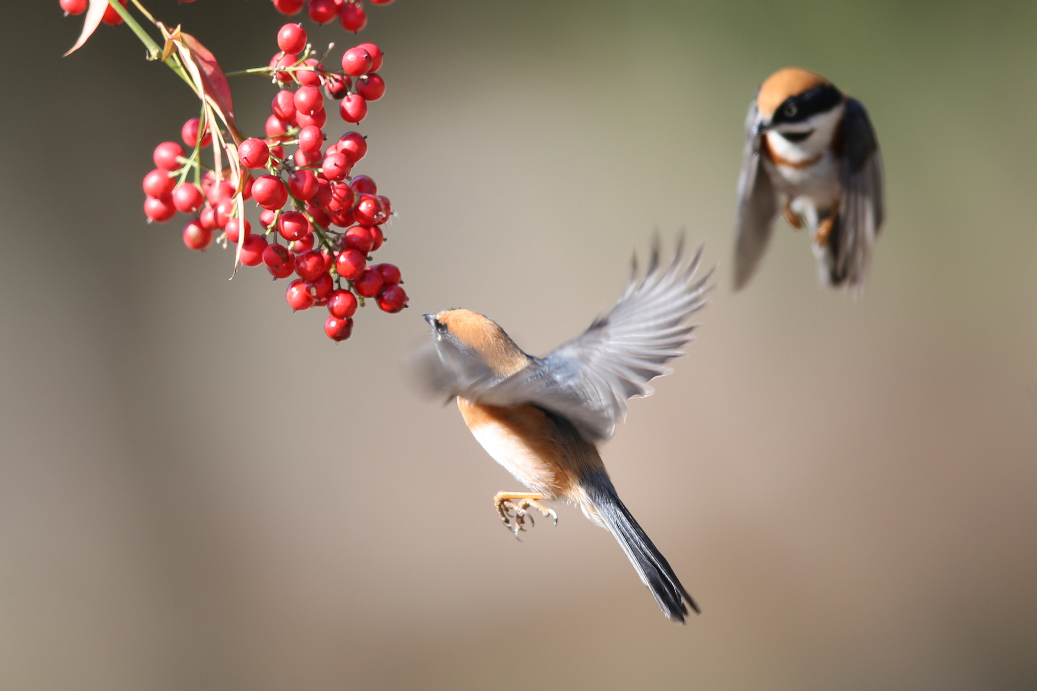 Canon EOS-1D X + Canon EF 600mm F4L IS II USM sample photo