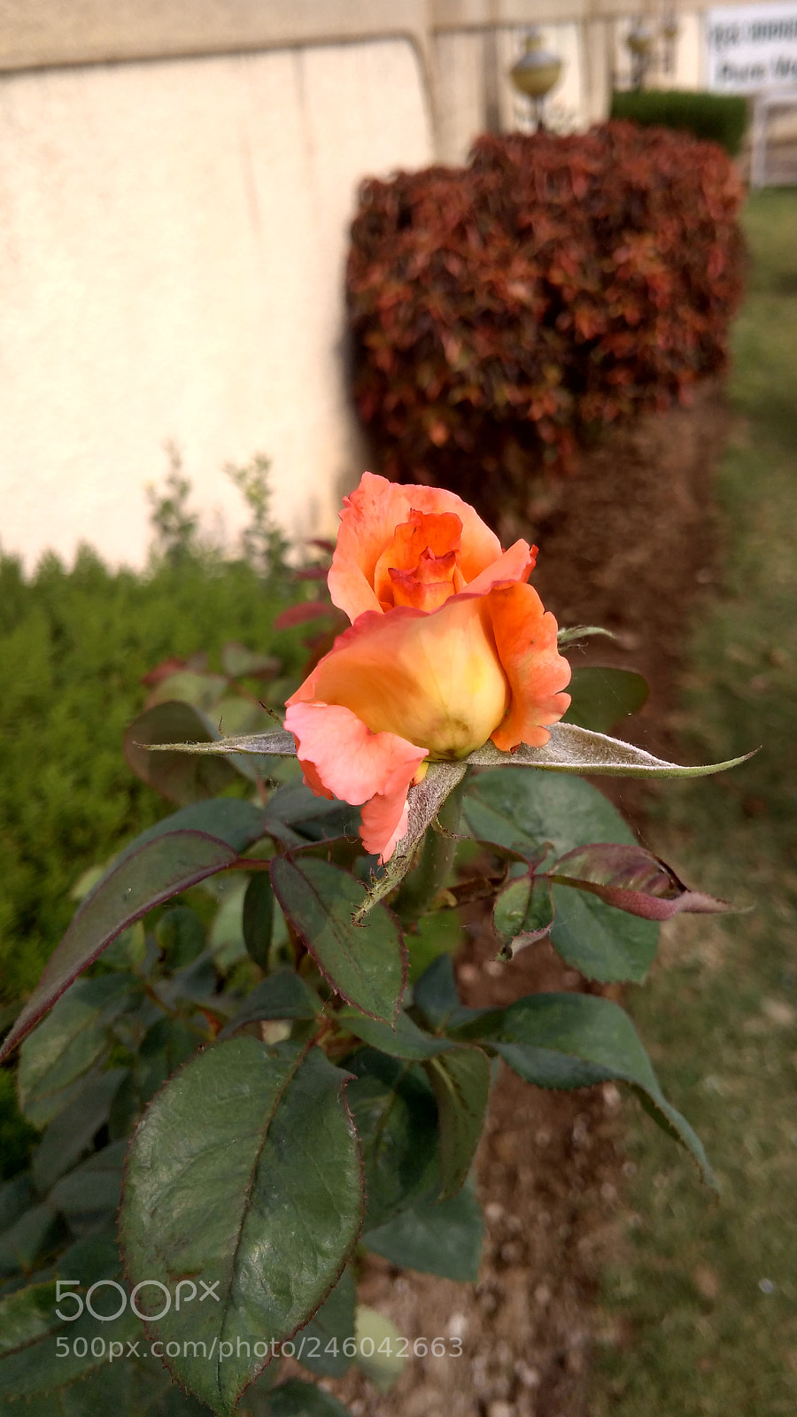 Xiaomi Redmi 4A sample photo. Rose photography