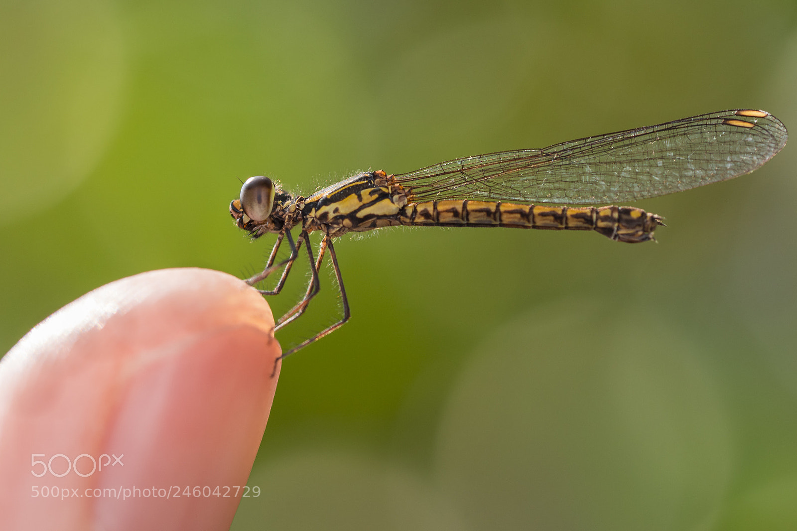Olympus PEN-F sample photo. Damselfly photography
