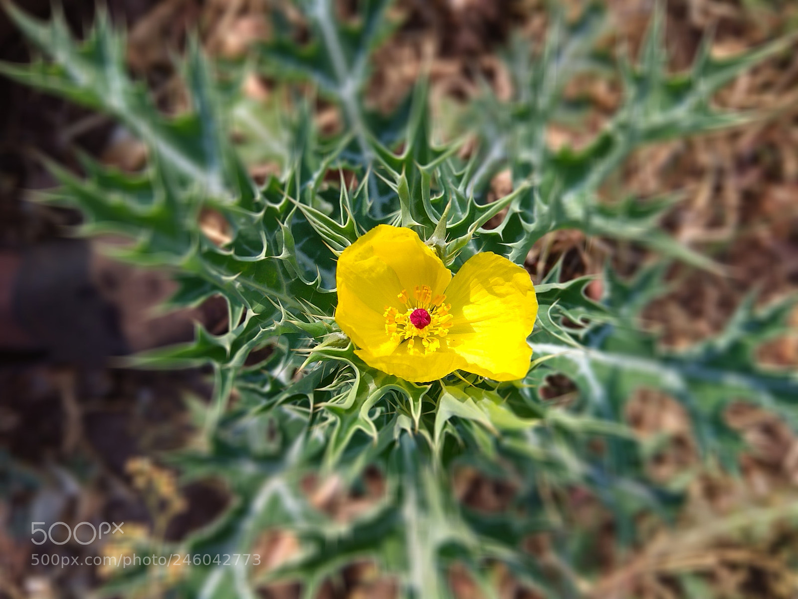 Xiaomi Redmi Note 4 sample photo. Untitled photography