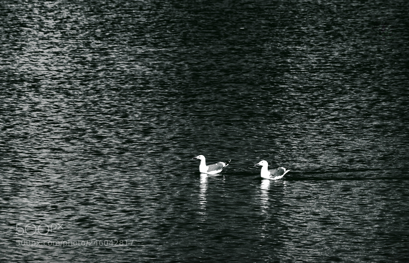 Nikon D5600 sample photo. Water couple photography