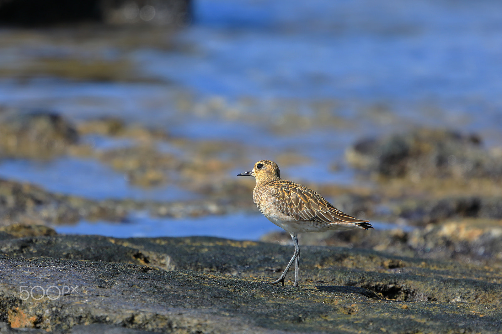 Canon EOS 5D Mark IV + Canon EF 100-400mm F4.5-5.6L IS USM sample photo. Pacific golden plover - pluvialis fulva photography