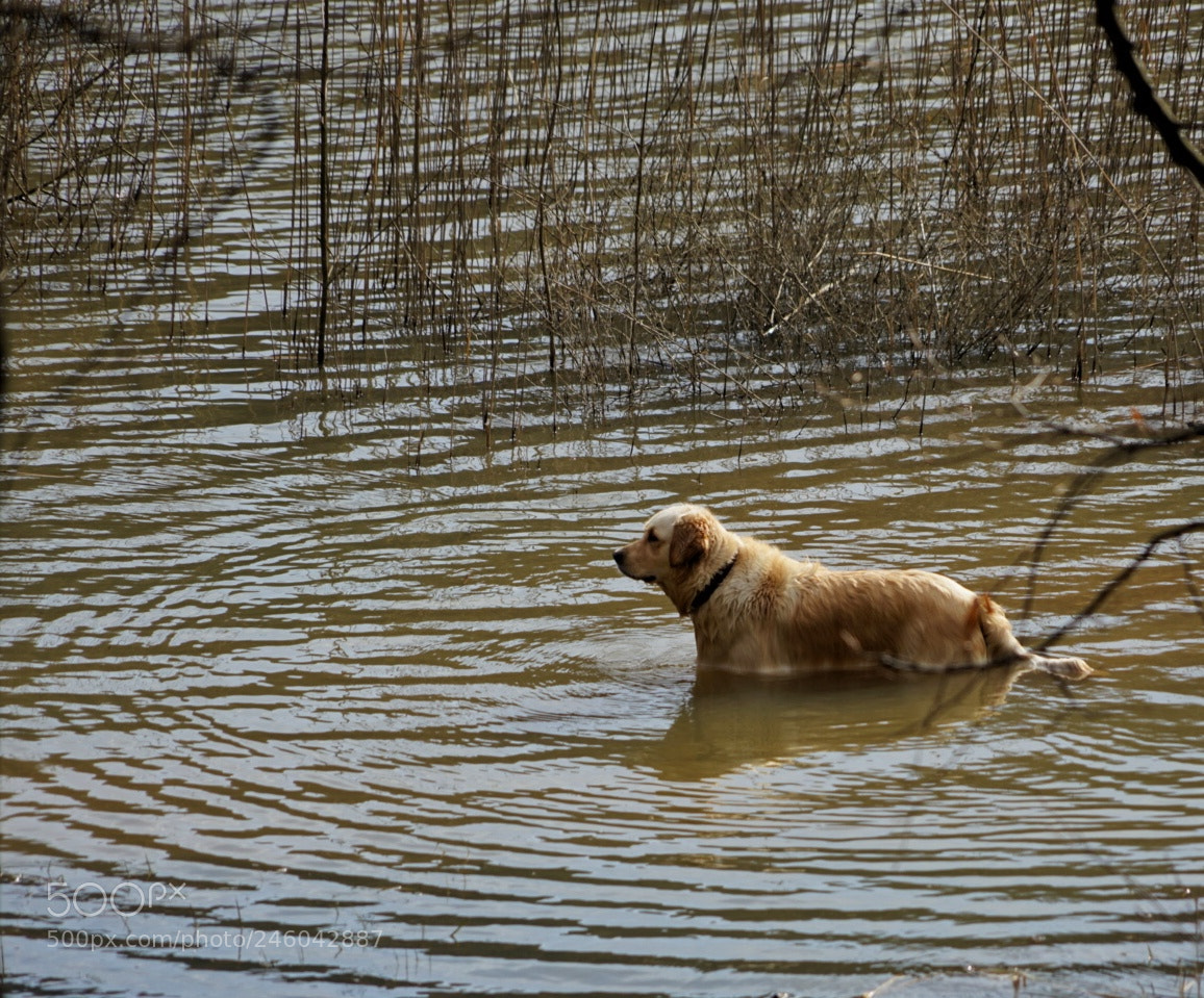 Sony a7 II sample photo. Dog 1 photography