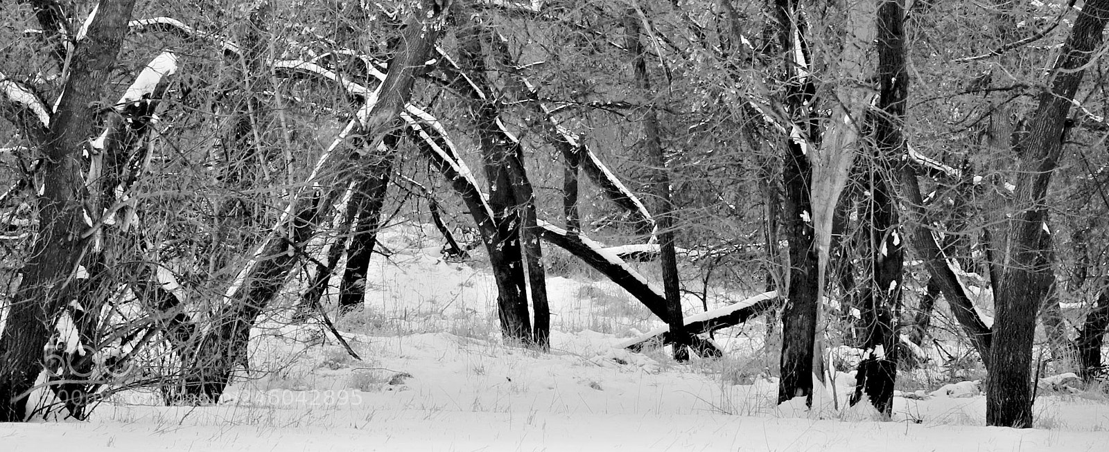 Canon EOS 7D Mark II sample photo. Winter photography