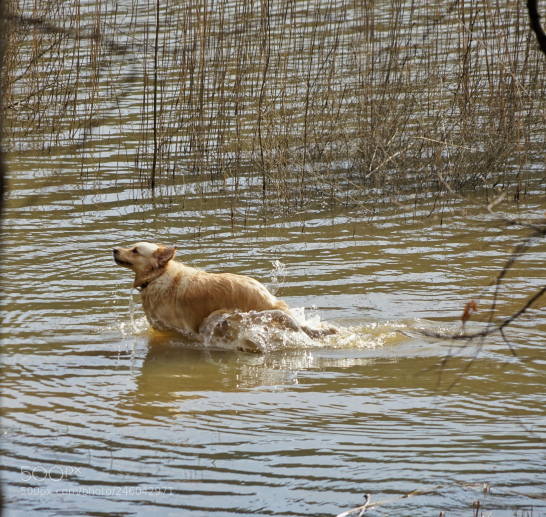 Sony a7 II sample photo. Dog 2 photography
