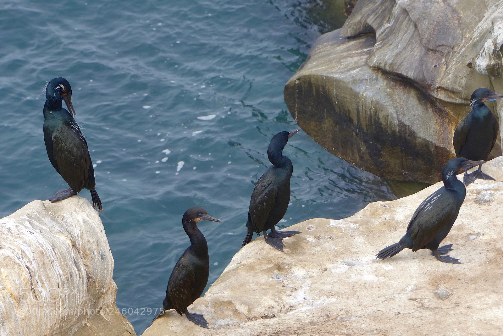 Panasonic Lumix DMC-FZ200 sample photo. Life on the edge photography
