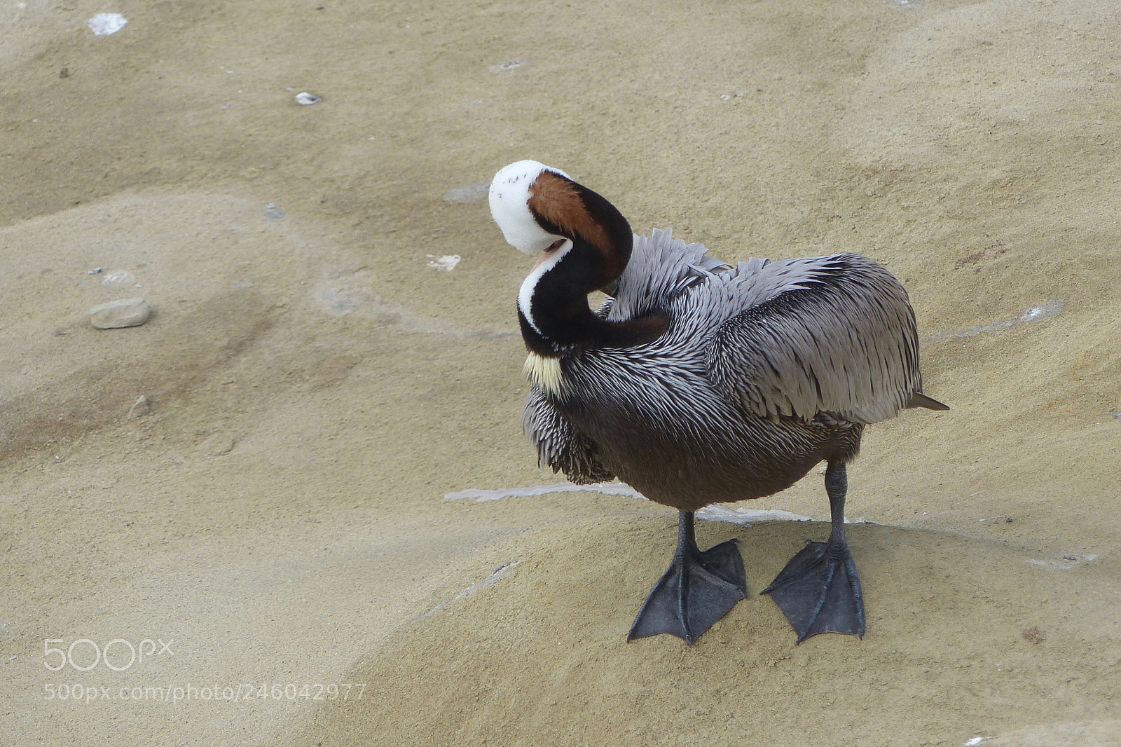 Panasonic Lumix DMC-FZ200 sample photo. A flexible neck photography