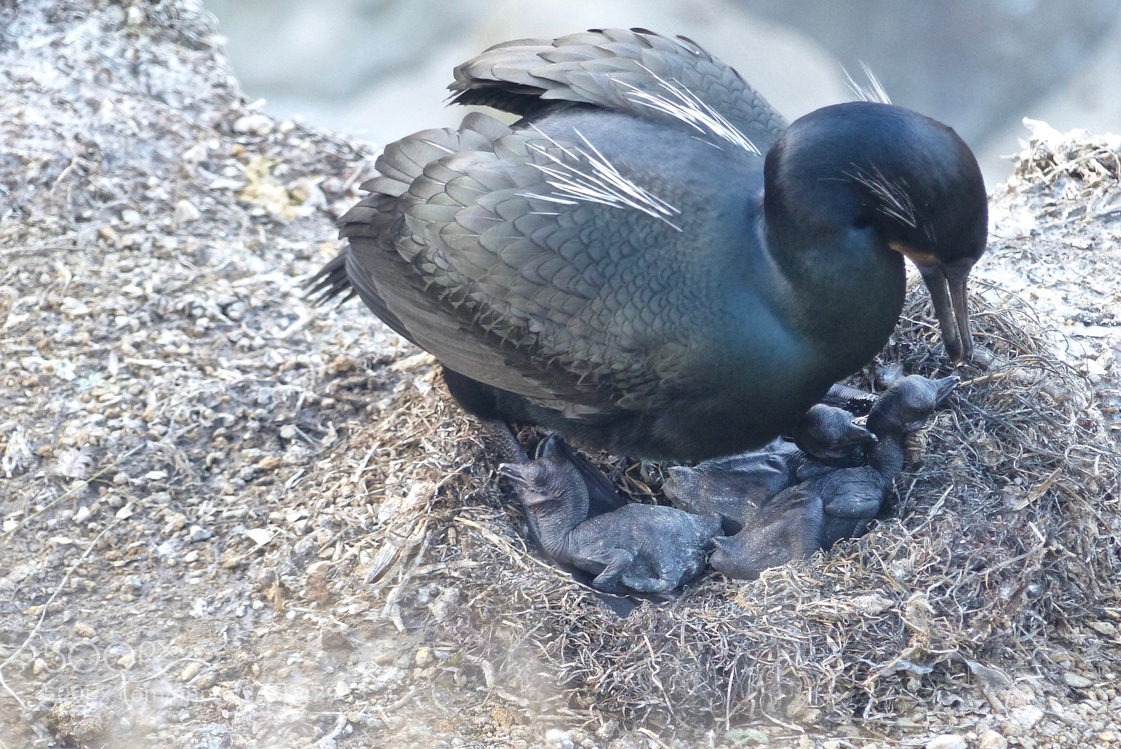 Panasonic Lumix DMC-FZ200 sample photo. Three new hatchlings photography
