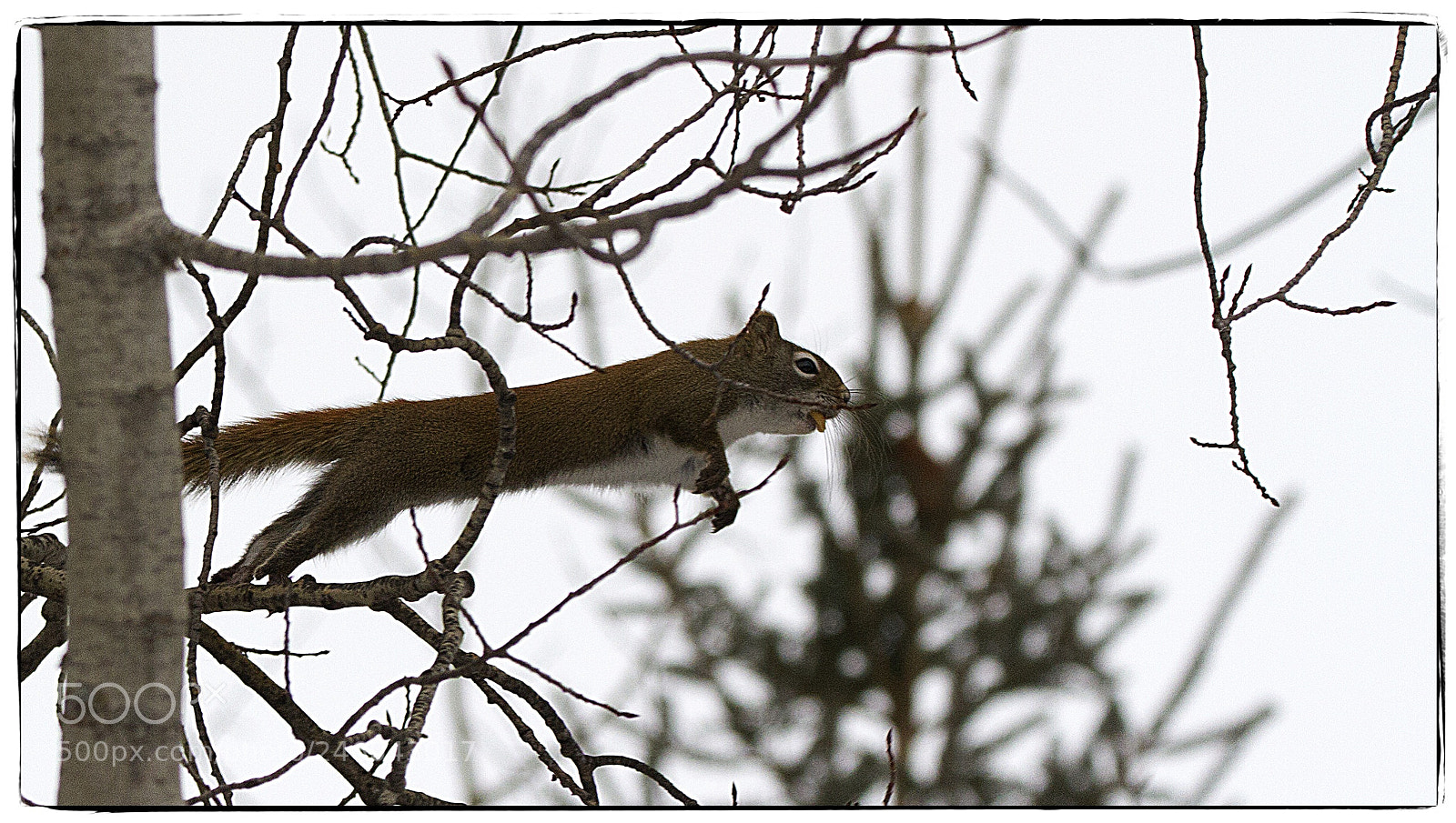 Canon EOS 7D sample photo. Leaping squirrel. photography