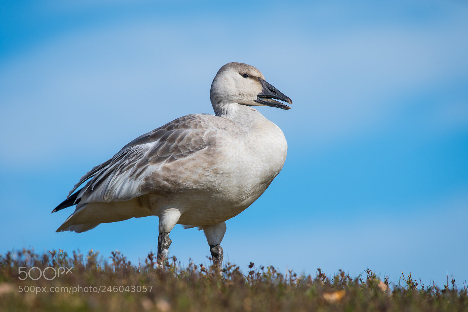 Nikon D500 sample photo. Snow goose photography