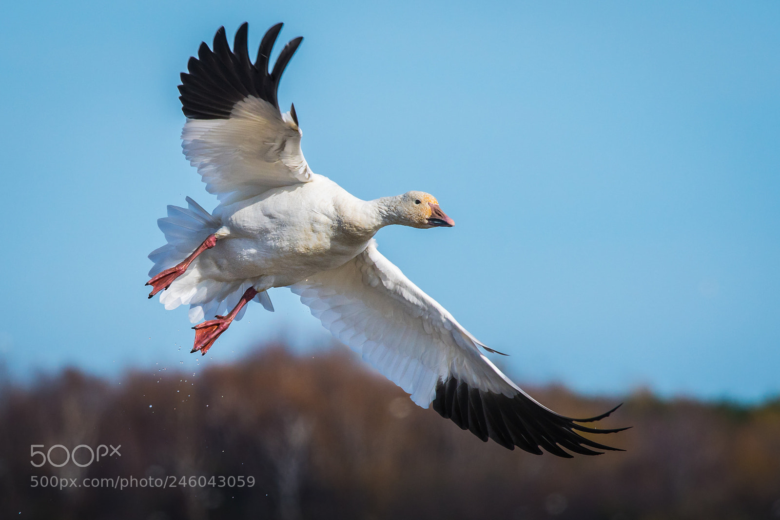 Nikon D500 sample photo. Snow goose photography