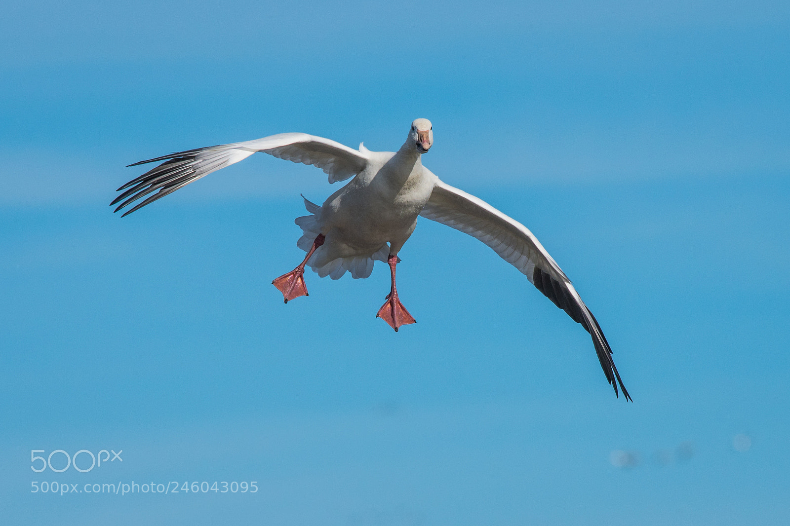Nikon D500 sample photo. Snow goose photography