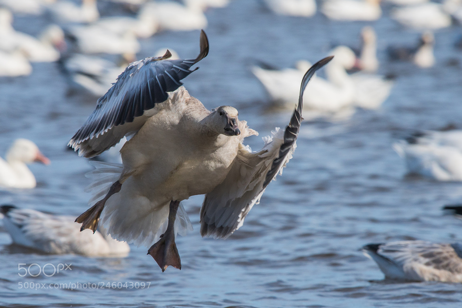 Nikon D500 sample photo. Snow goose photography
