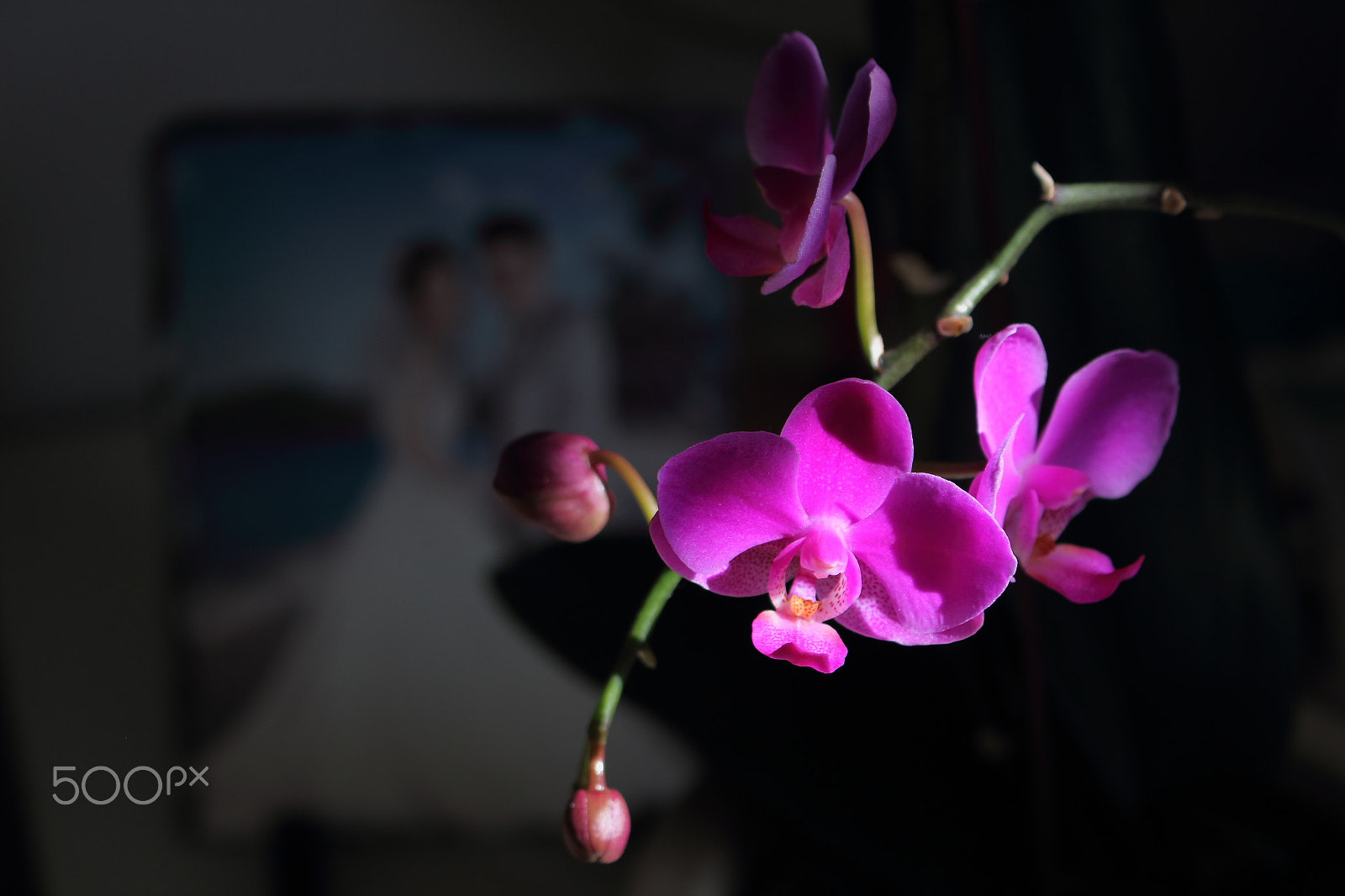 Canon EOS 100D (EOS Rebel SL1 / EOS Kiss X7) sample photo. Happy valentines day photography