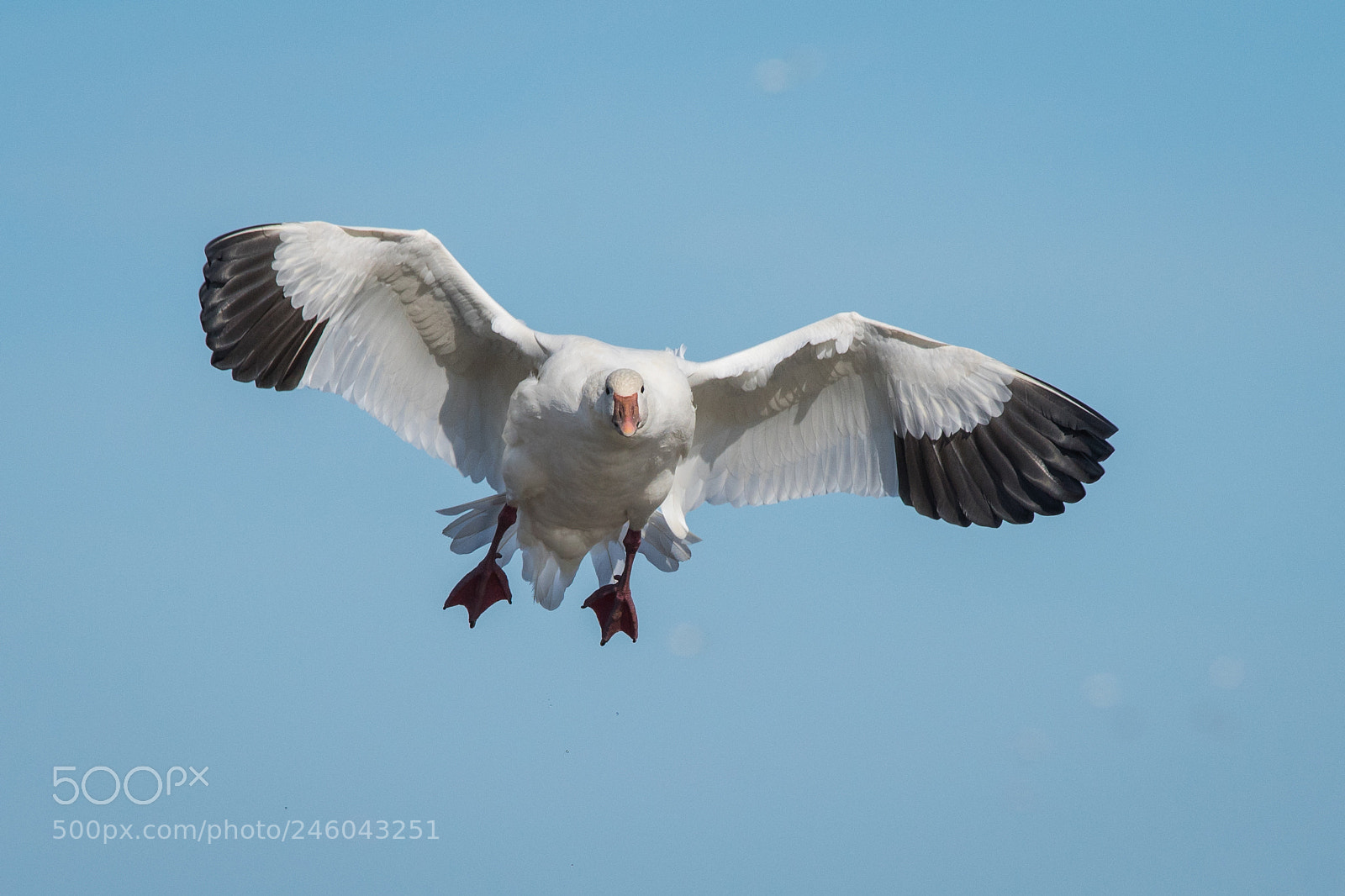 Nikon D500 sample photo. Snow goose photography