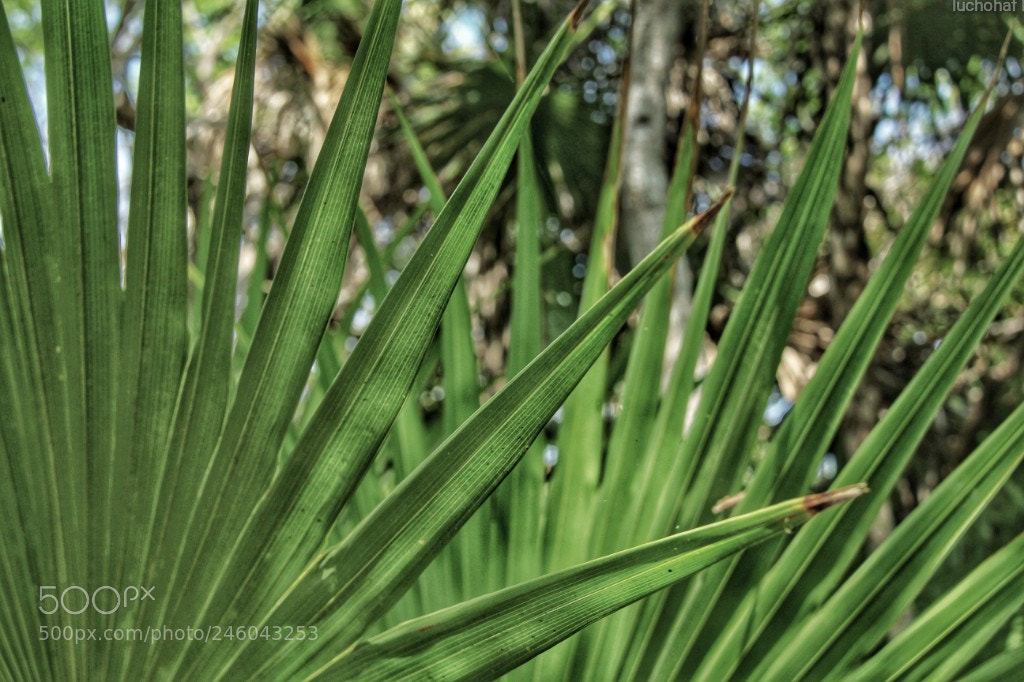 Canon EOS 60D sample photo. Verde photography