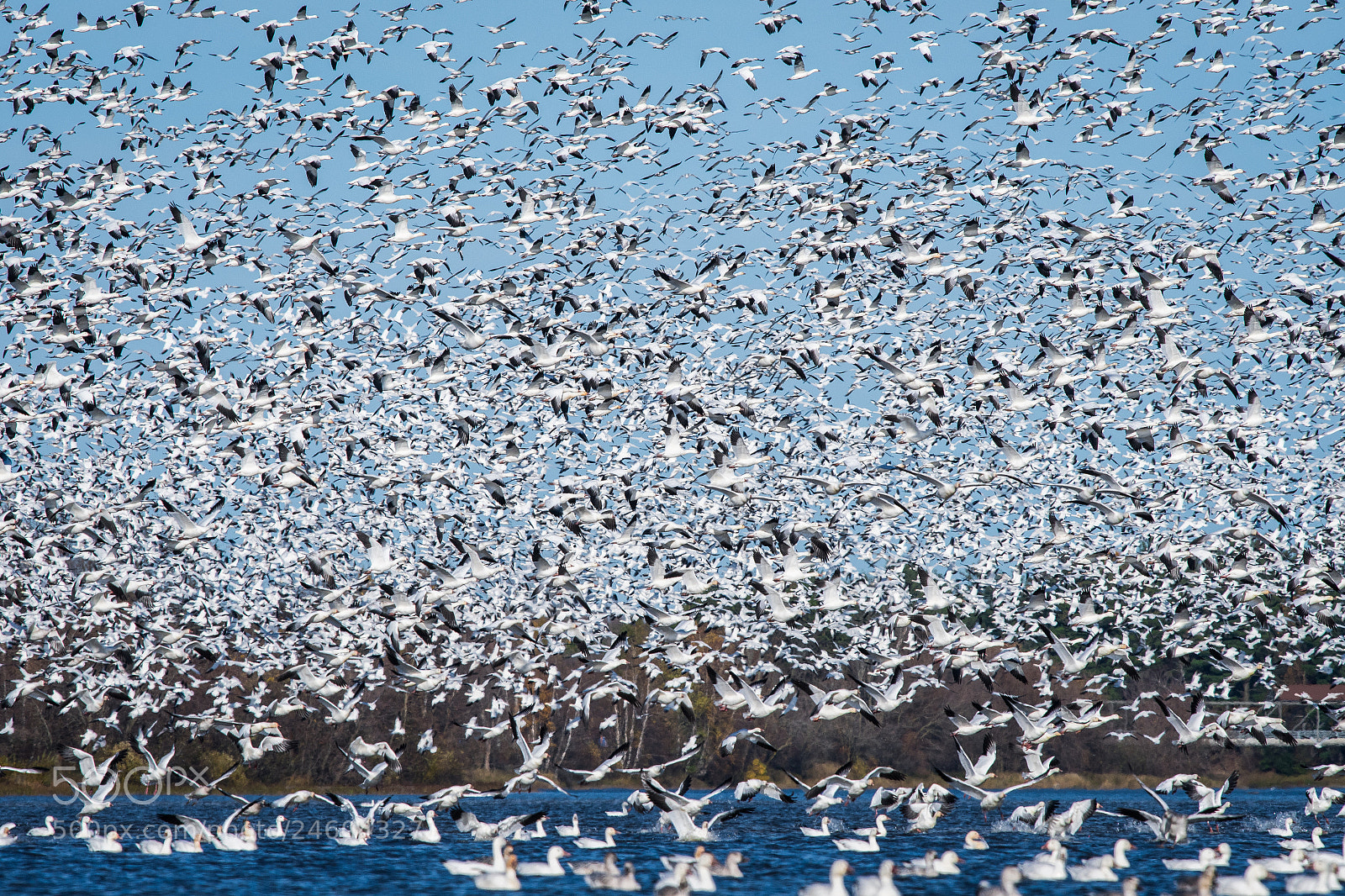 Nikon D500 sample photo. Snow goose photography