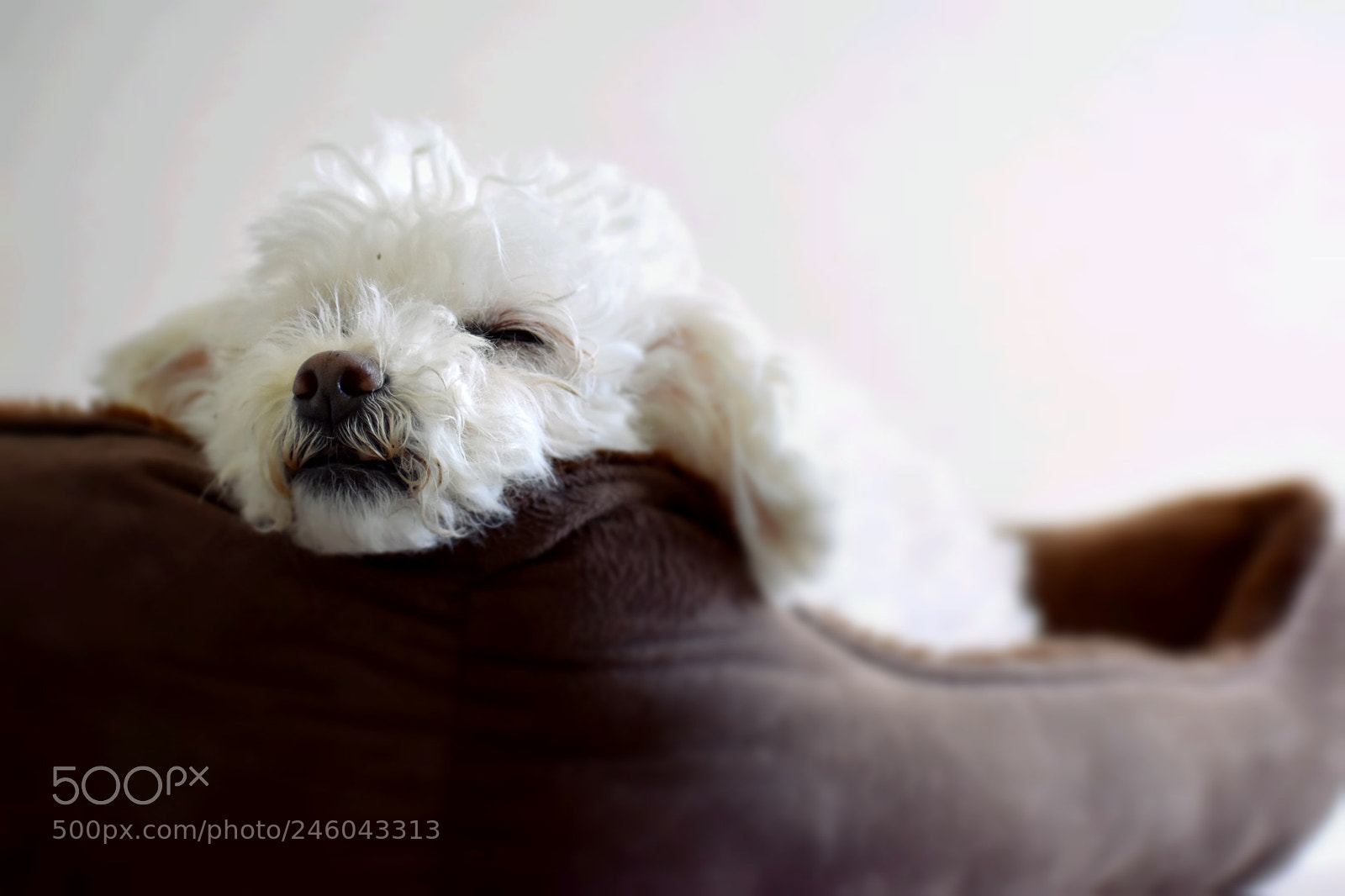 Nikon D3400 sample photo. Peaceful puppy photography