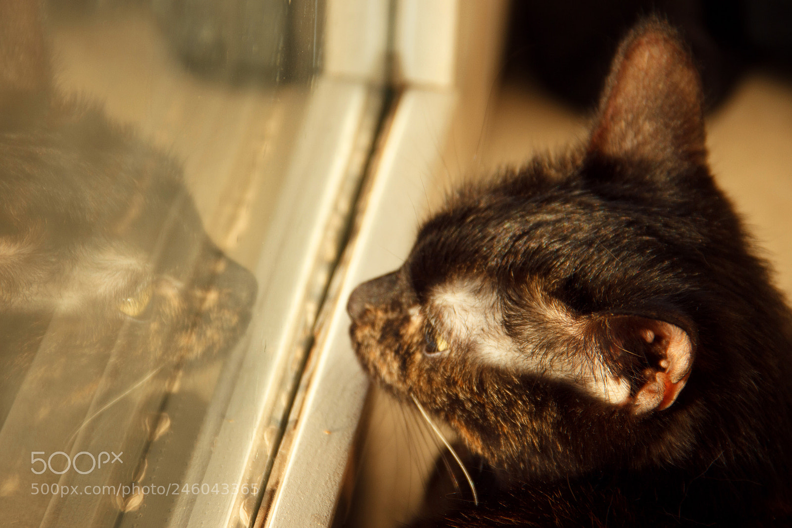Canon EOS 600D (Rebel EOS T3i / EOS Kiss X5) sample photo. Eva photography