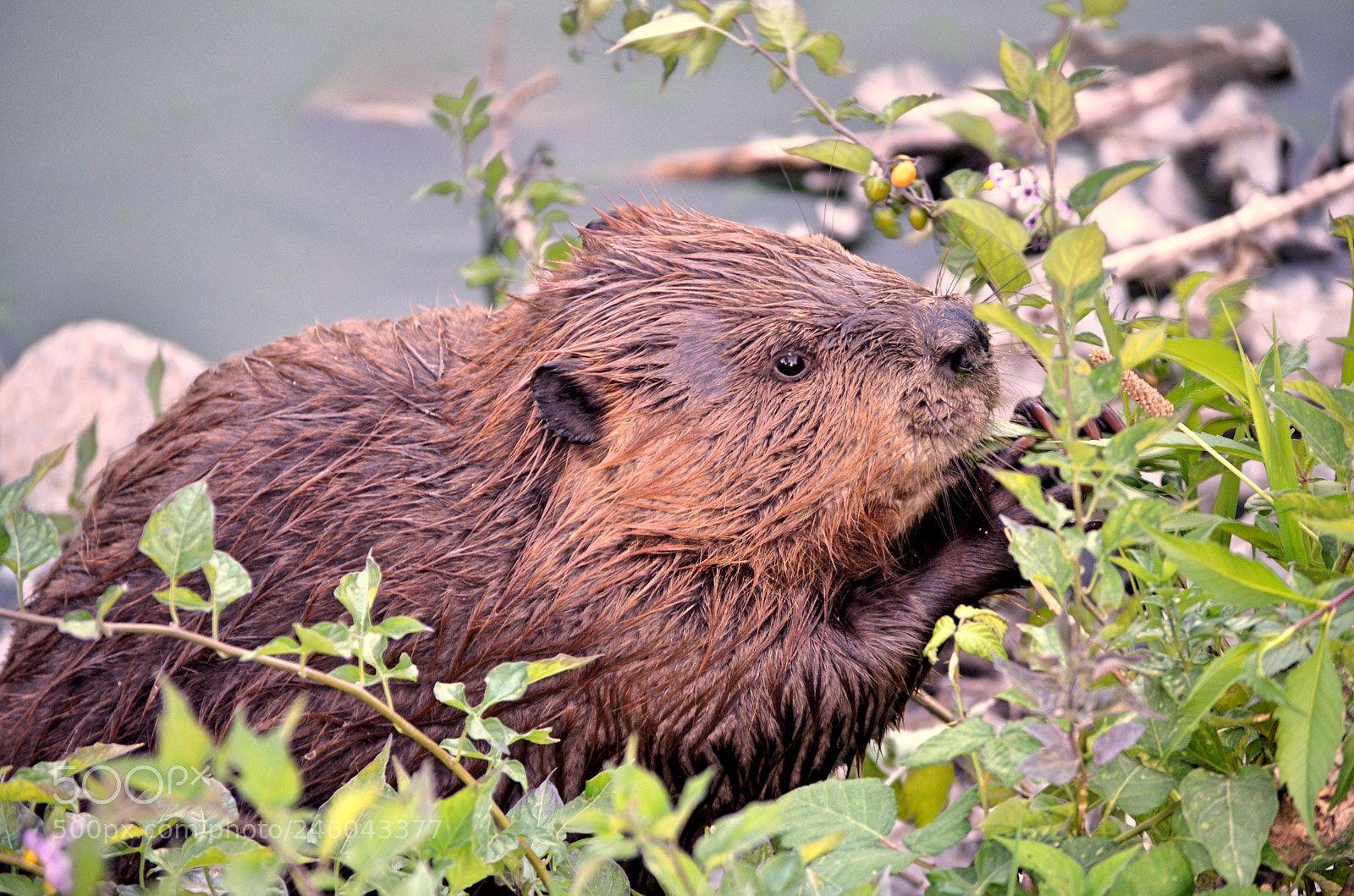 Nikon D5100 sample photo. Hungry beaver photography