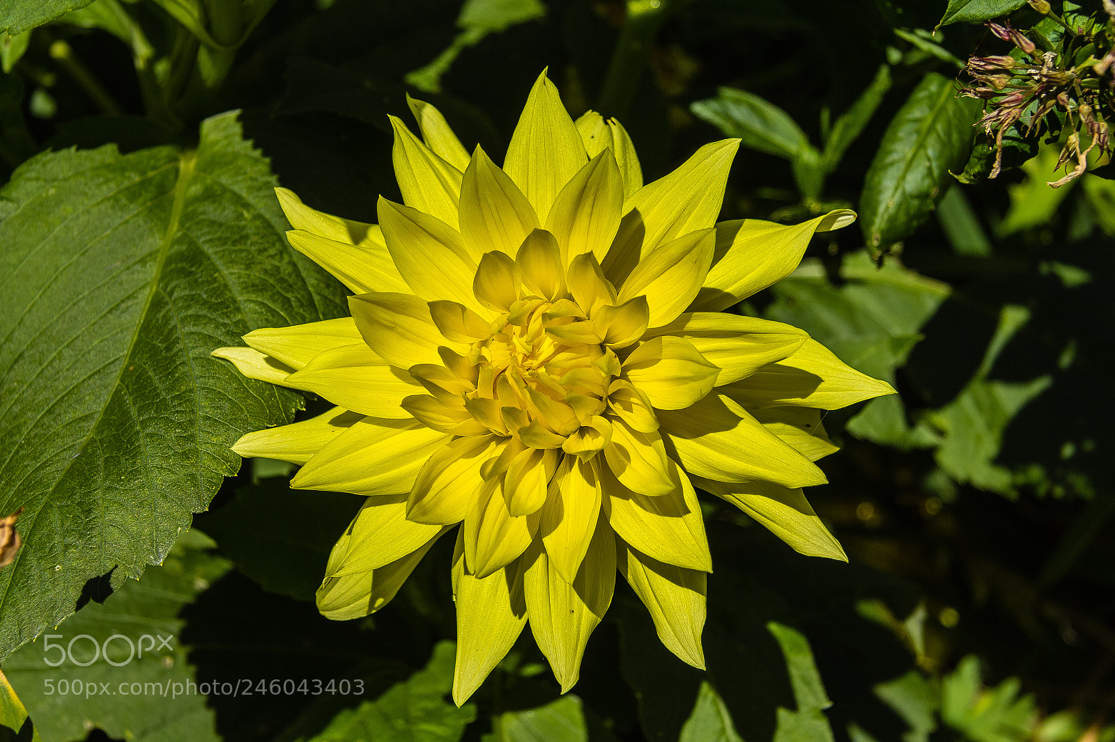 Canon EOS 60D sample photo. Dahlia 'inland dynasty' photography